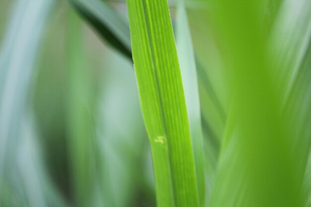 Closeup of Pennisetum purpureum leaf or elephant grass with blurred greeneries background