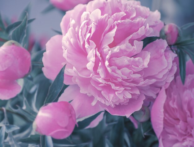 Closeup of peony flowers