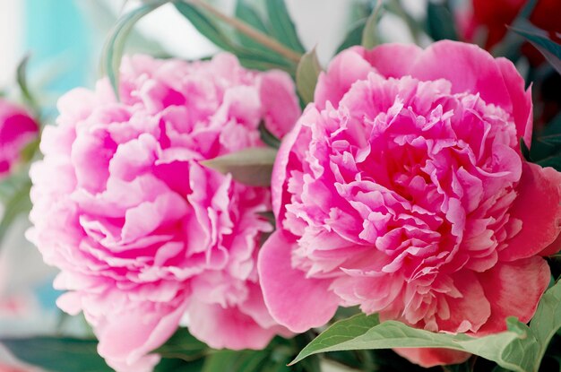 Closeup of peony flowers