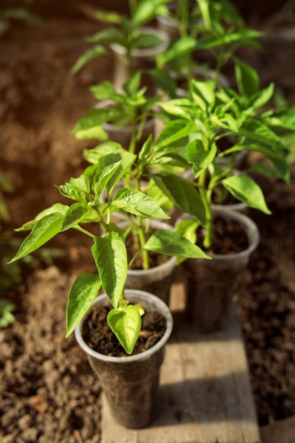 Closeup of pepper seedlings in a greenhouse