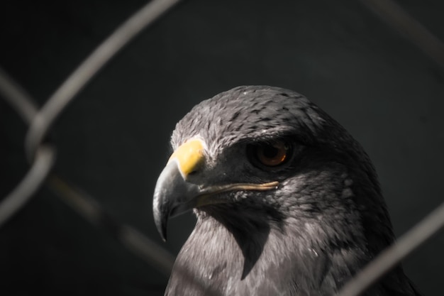 Closeup of peregrine falcon in captivity rehab center