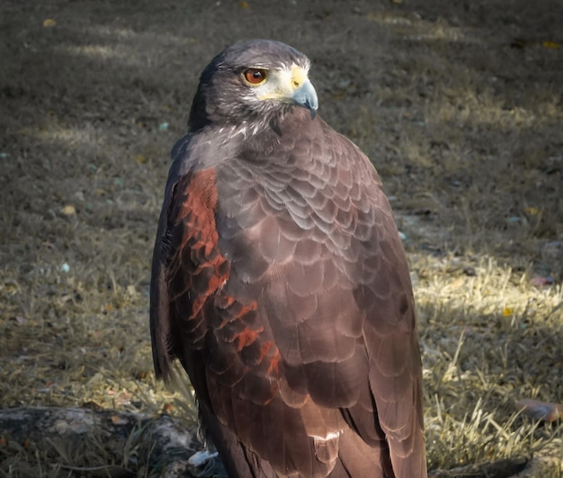 Closeup of peregrine falcon in captivity Rehab center