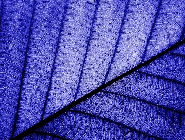 Closeup perfect blue leaf 