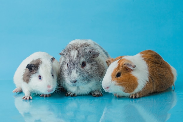 Photo closeup photo of american guinea pig on blue background premium photo