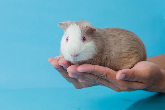 Closeup photo of american guinea pig on blue background Premium Photo