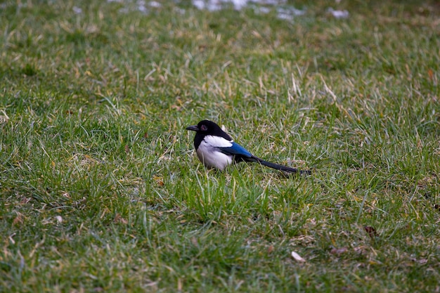 Closeup photo of black and white bird