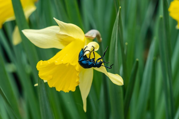 Closeup photo of a blue beetle on yellow flower