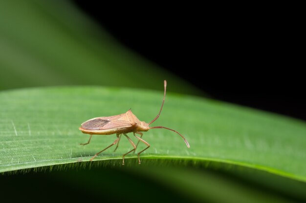 Closeup photo of brown assassin bugs on leaf