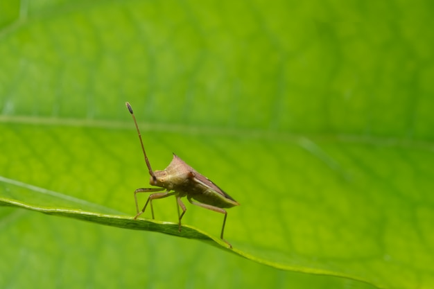 Closeup photo of brown assassin bugs on leaf