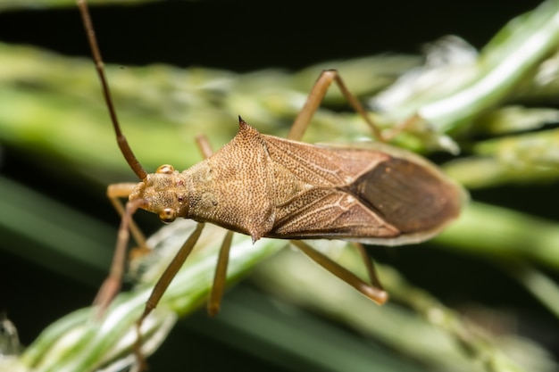 Closeup photo of brown assassin bugs on leaf