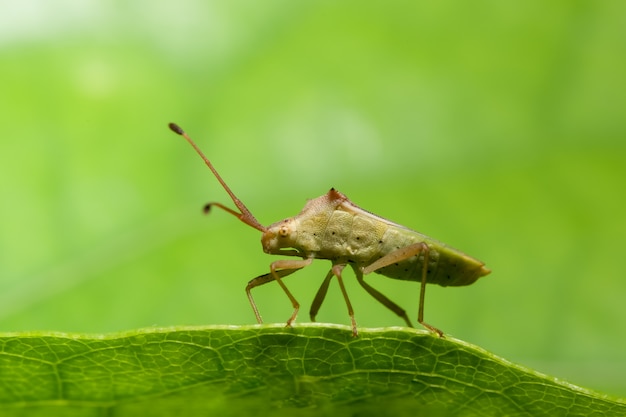 Closeup photo of brown assassin bugs on leaf