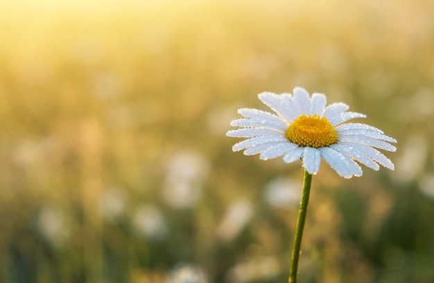 Closeup photo of a chamomile flower. Lonely daisy during sunset