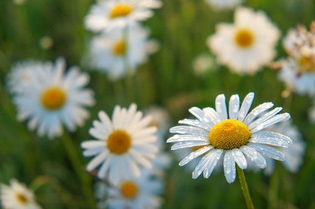 Closeup photo of a chamomile flowers. Lonely daisy during sunset