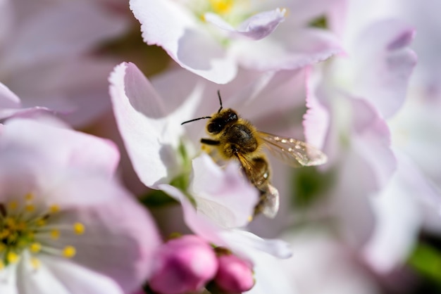 Closeup photo of cherry blossoms in spring