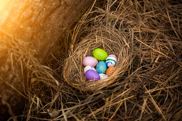 Closeup photo of colorful easter eggs lying in nest at forest