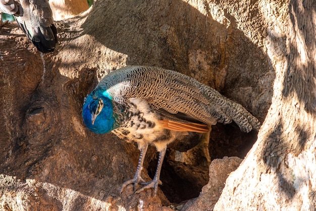 closeup photo of a colorful peacock