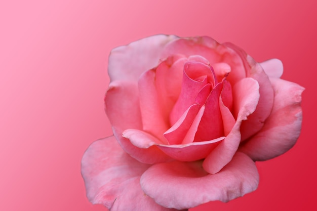 крупным планом фото симпатичной розовой розы лобной на белом фоне
