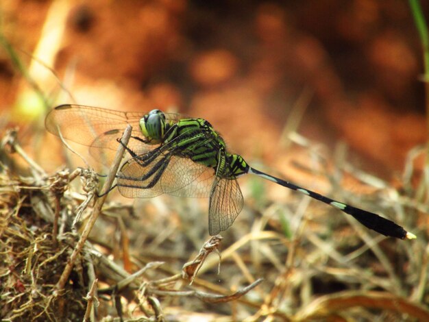 Closeup photo of a dragonfly perched on dry grass