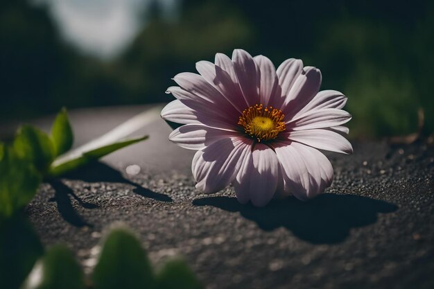道路から育つ花のクローズアップ写真