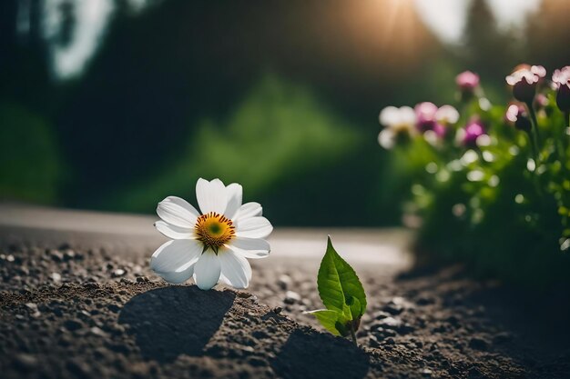 closeup photo of a flower growing out of a road