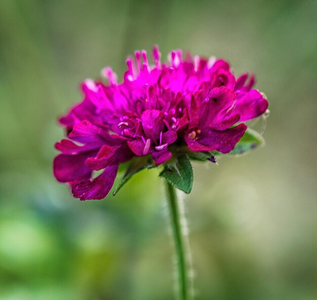 Closeup photo of a flower