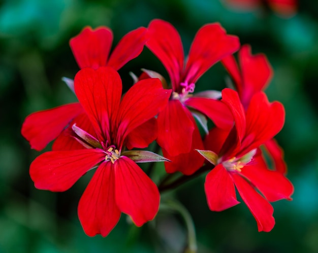 Closeup photo of a flower