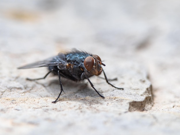 Primo piano di una mosca seduta su una pietra