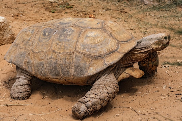 Photo closeup photo of a giant tortoise of galapagos