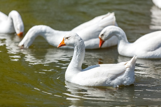 gooses 수영과 호수에서 다이빙의 근접 촬영 사진