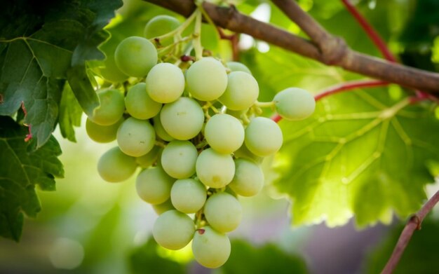 A closeup photo of green grapes with high resolution Fruit with vibrant colors awakening desire