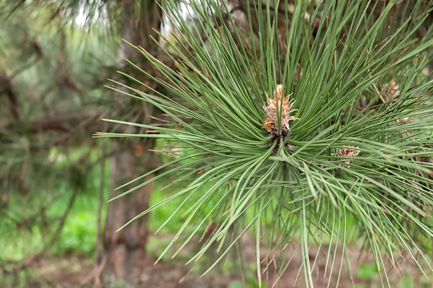 Closeup photo of a green pine needles