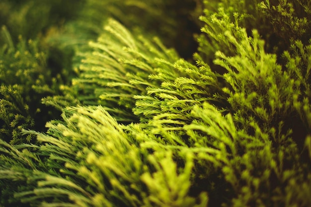 Photo closeup photo of green plants photo