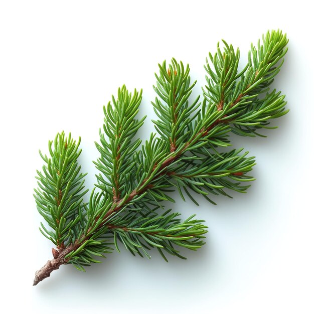 Closeup photo of green twig of thuja the cypress family trees branch