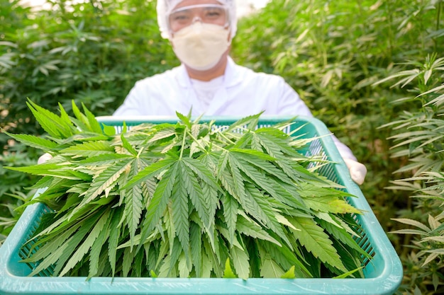 麻の葉のクローズアップ写真科学者は大麻と麻の農場で働いていますプロの研究者は大麻の葉を収穫します代替医療のために産業用大麻ハーブ