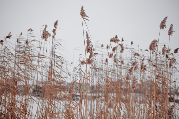 Closeup photo of high reeds growing in different directions and aiming up on ground covered with sno...