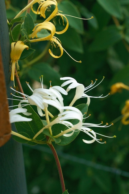 Closeup photo of honeysuckle in bloom