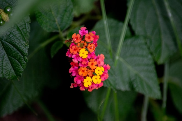 Closeup photo of a lantana camara