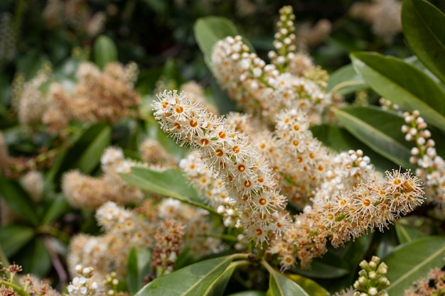 Photo closeup photo of a laurel branch in bloom inflorescence of small white flowers natural floral backgr...