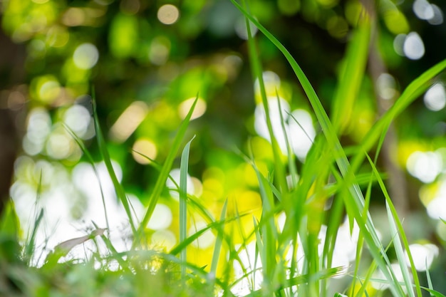 芝生の緑の草のクローズアップ写真