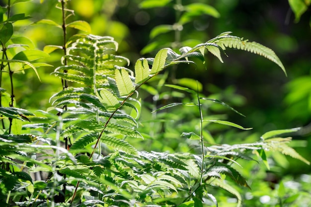 Closeup photo of lawn green grass