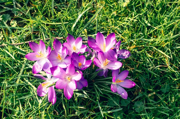 写真 公園のクロカスのクローズアップ写真