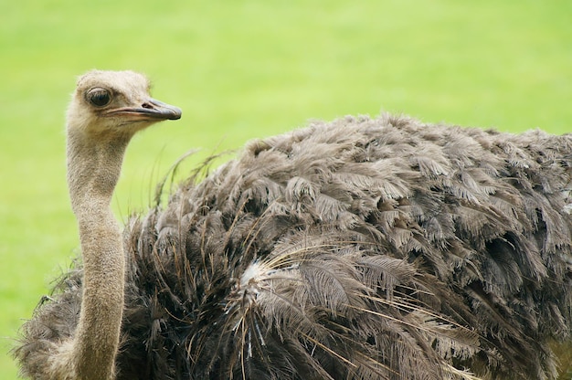 Closeup photo of an ostrich