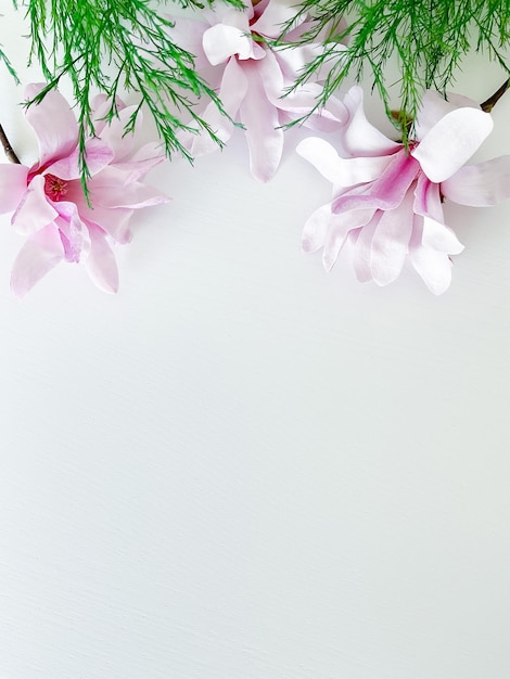 Closeup photo of pink magnolia flowers isolated