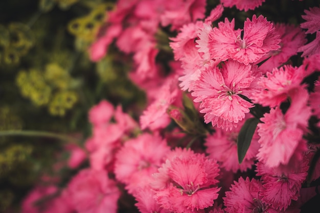 CloseUp Photo of Pink Petaled Flowers Photo