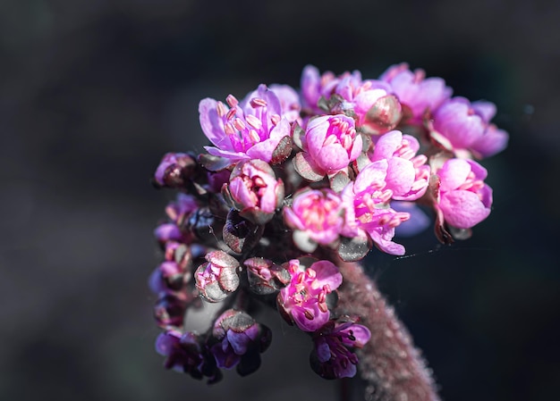 Closeup photo of a purple flower