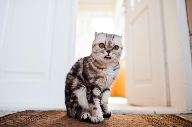 Closeup photo of a scottish fold kitten