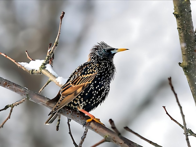 closeup photo of staling bird ornithology