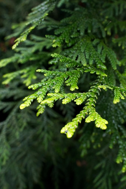 Closeup photo of a thuja tree