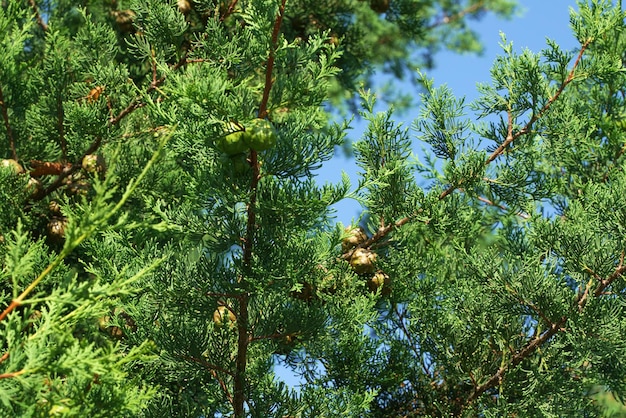 thuja 나무의 근접 촬영 사진