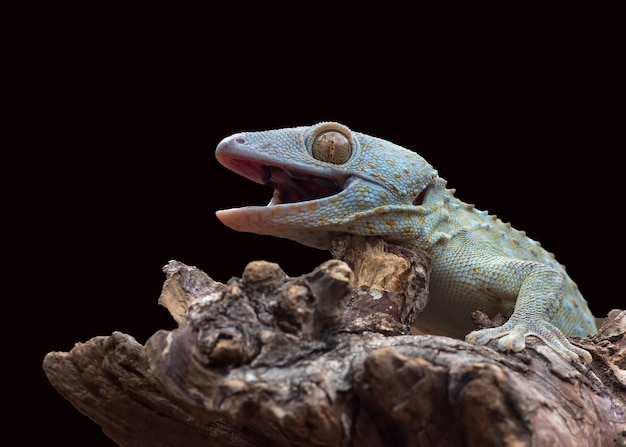 Closeup photo of a tokay gecko